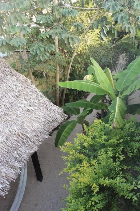 Jungla Bacalar Appartement Buitenkant foto